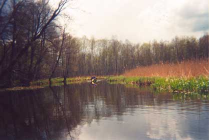 Look out for swans